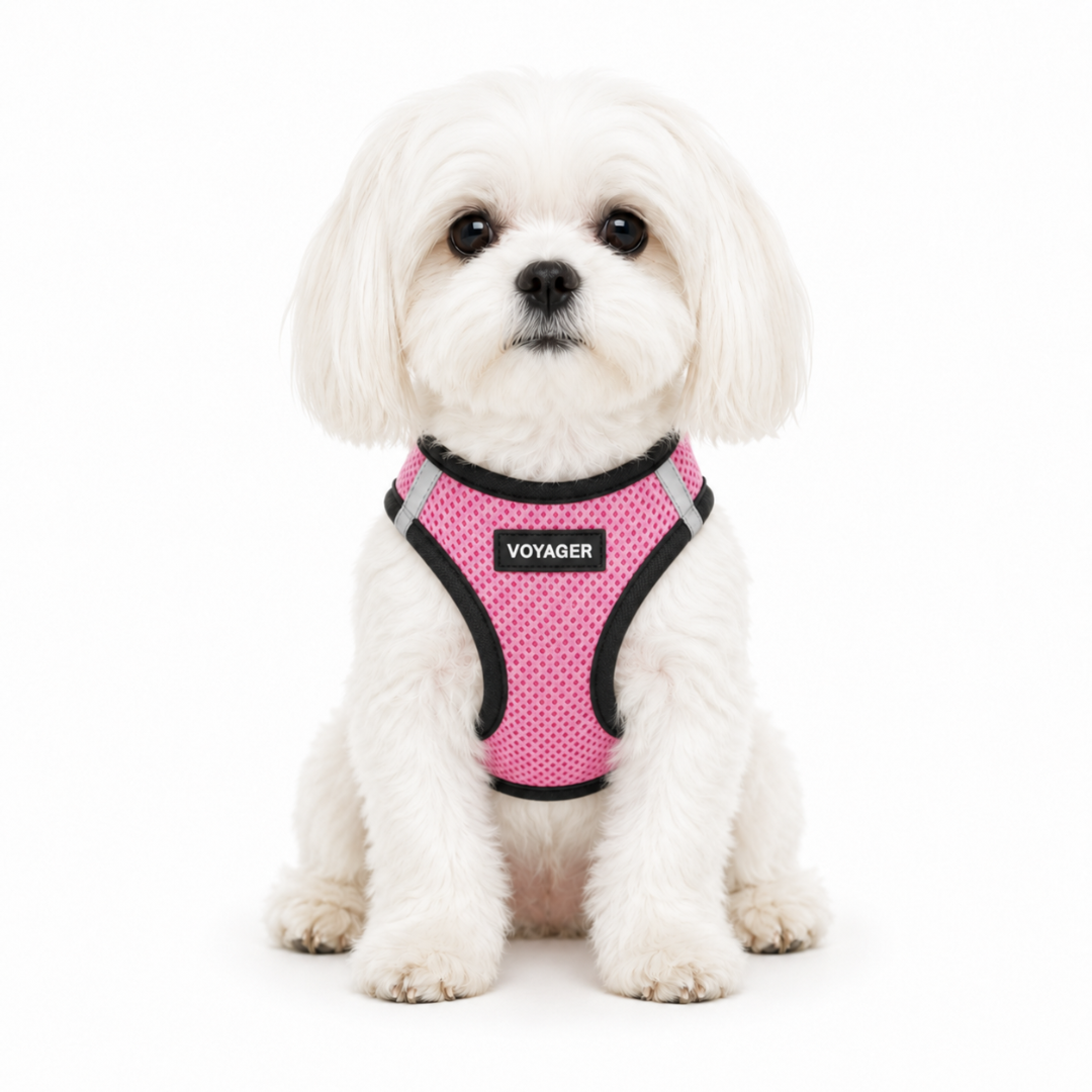 Step-In Air Pet Harness: Ultimate Comfort & Security