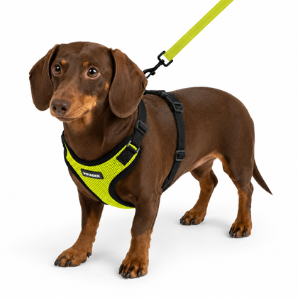 Step-In Lock Harness & Leash Set: Enhanced Pet Control & Safety