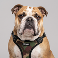 English Bulldog