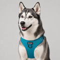 Husky