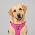 Labrador