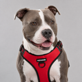 Pitbull