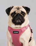 Pug