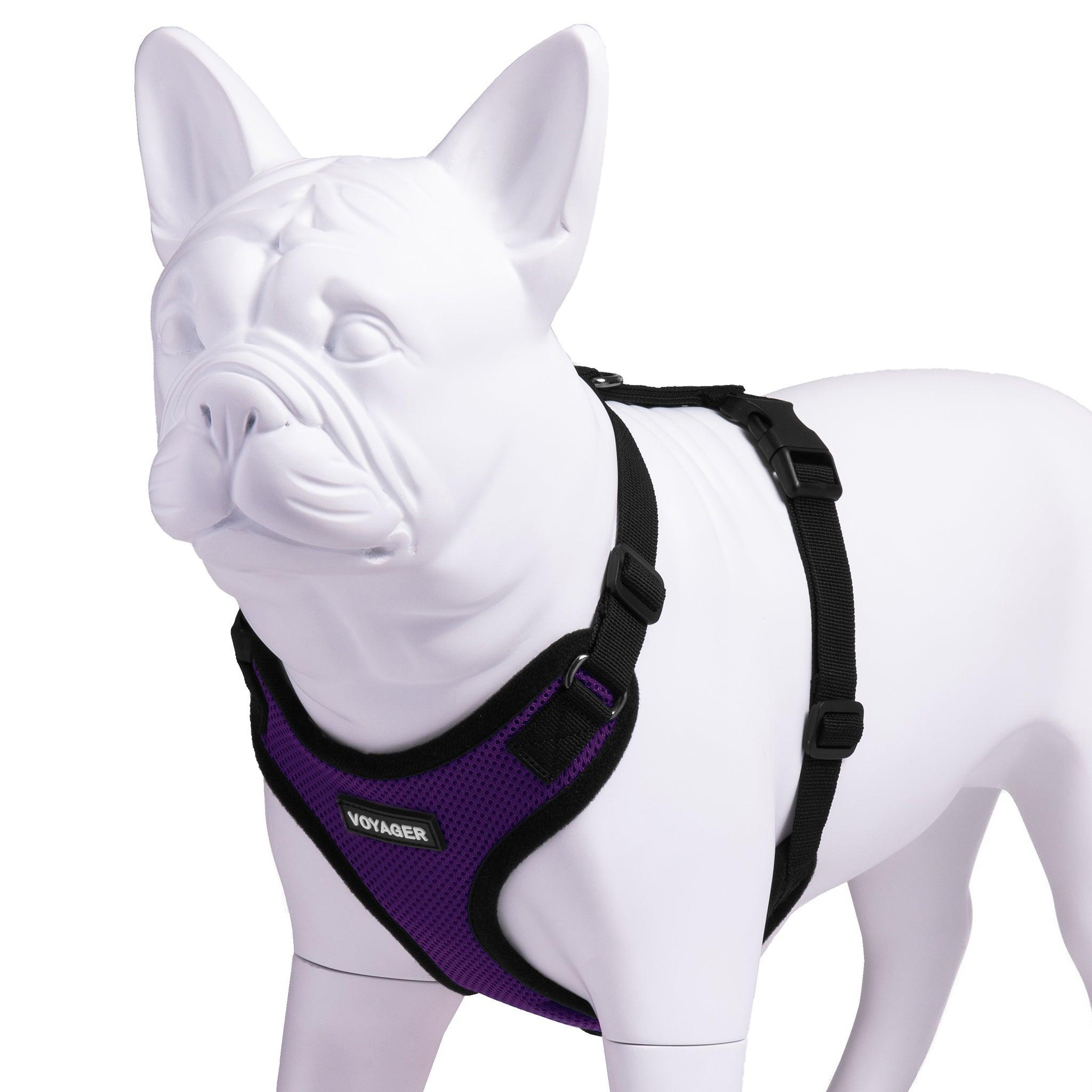 VOYAGER Step-In Lock Dog Harness in Purple with Black Trim and Webbing - Expanded