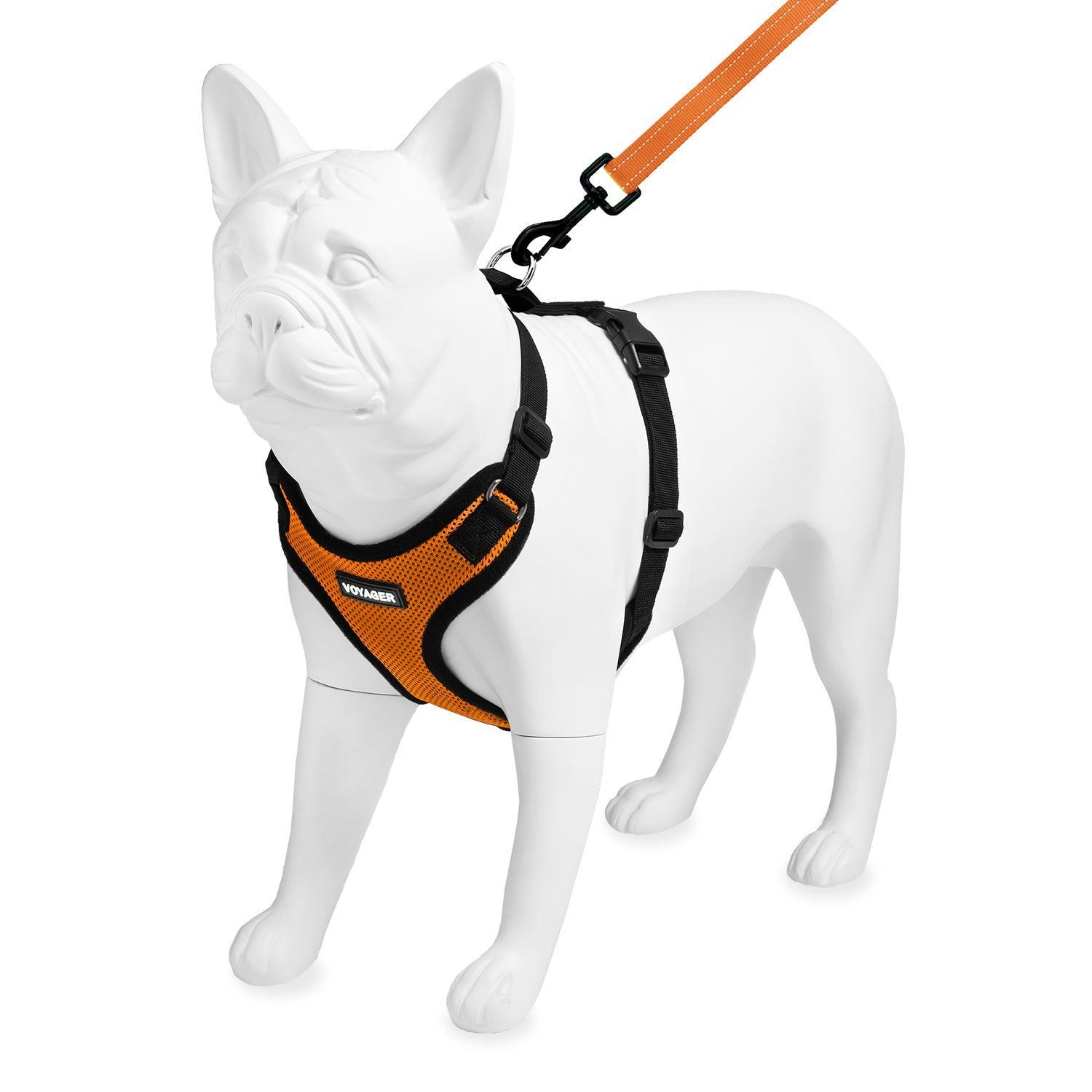Step-In Lock Harness & Leash Combo Set - VOYAGER Dog Harnesses