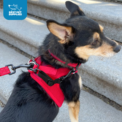 Dual-Clasp Safety Clip: Ultimate Collar & Harness Connection